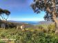 Gite 28221-Viggianello-le-grand-valinco-corse-du-sud-labellisé-gites-de-france la vue Gite 28221-Viggianello-le-grand-valinco-corse-du-sud-labellisé-gites-de-france la vue