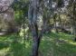 Gite à Sotta, Corse du Sud, Labellisé Gîtes de France : le jardin Gite à Sotta, Corse du Sud, Labellisé Gîtes de France : le jardin