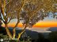 Gite 28221-Viggianello-le-grand-valinco-corse-du-sud-labellisé-gites-de-france la vue Gite 28221-Viggianello-le-grand-valinco-corse-du-sud-labellisé-gites-de-france la vue